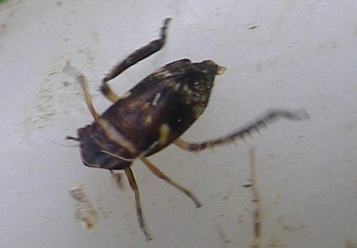 Planaphrodes bifasciatus